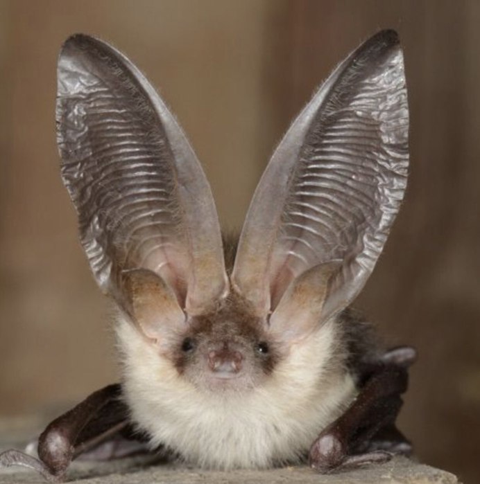 Уши рукокрылых млекопитающих