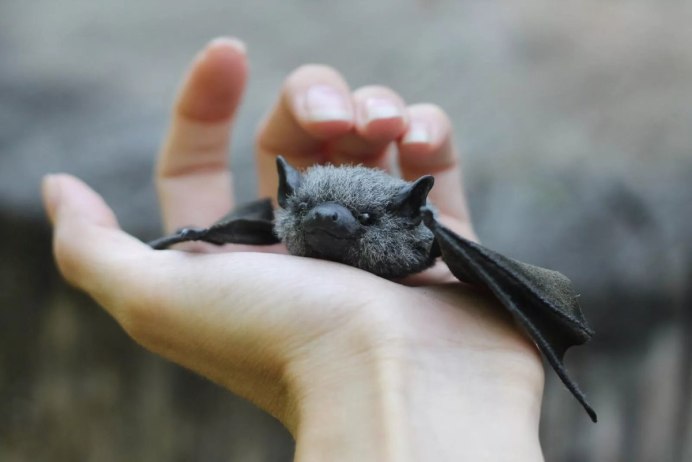 Рукокрылые ушан