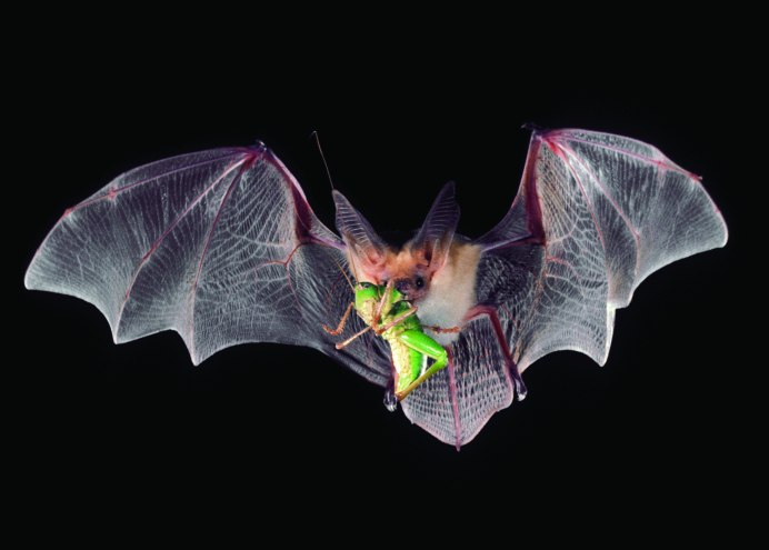 Свиноносая летучая мышь