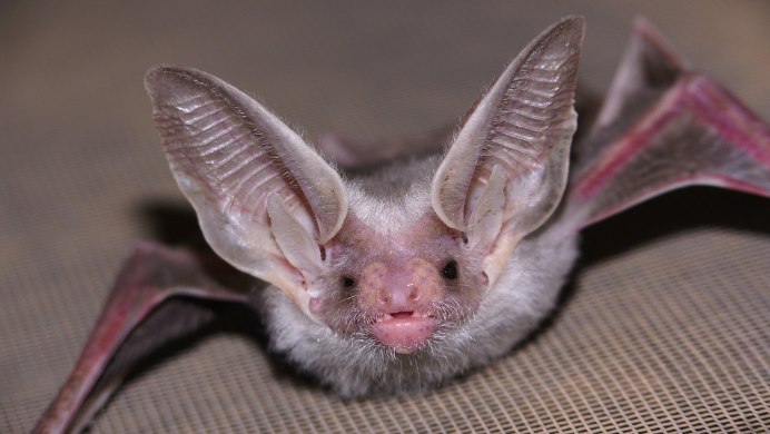 Otonycteris hemprichii