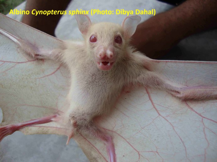 Летучая мышь Северный кожанок