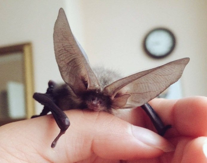 Ушан бурый – Plecotus auritus