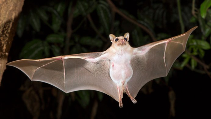 Калифорнийская Листоносая летучая мышь