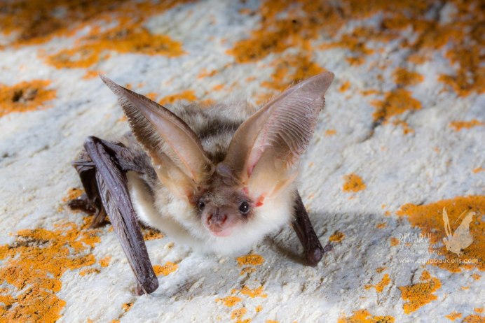 Летучая мышь белобрюхий стрелоух