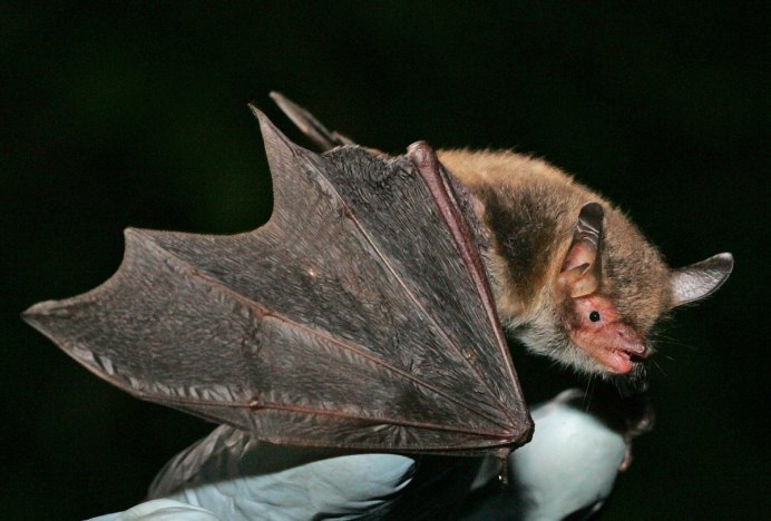 Cynopterus brachyotis