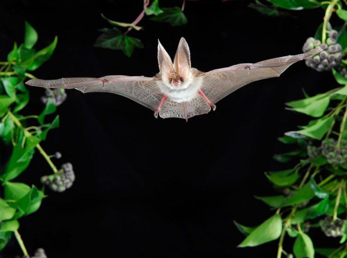 1000 Видов летучих