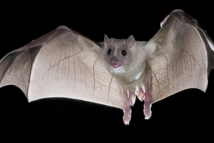 Белокрылый вампир летучая мышь