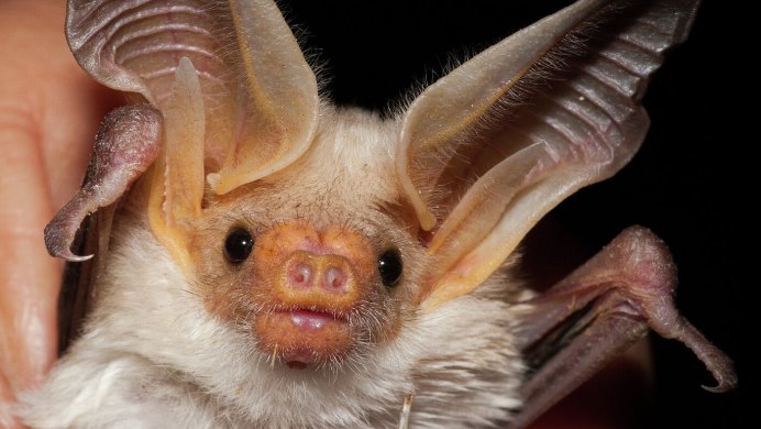 Ушан вечерница ночница