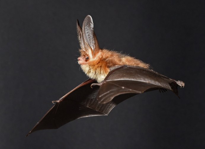 Рукокрылые стрелоух