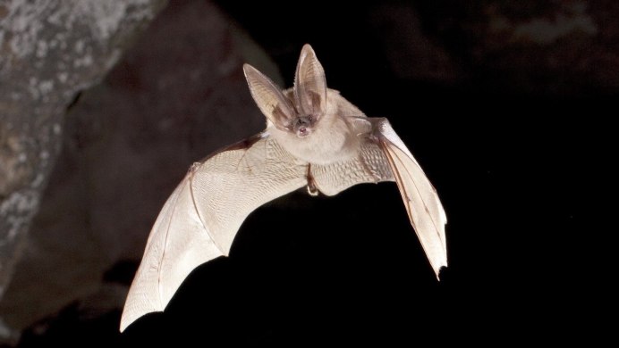 Аризонский ушан