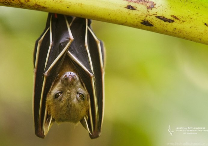 Калифорнийская Листоносая летучая мышь