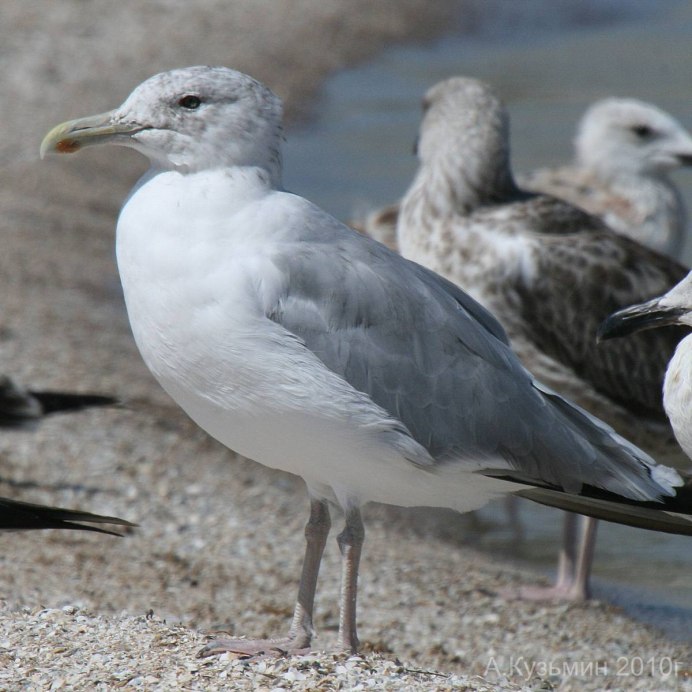 Larus michahellis