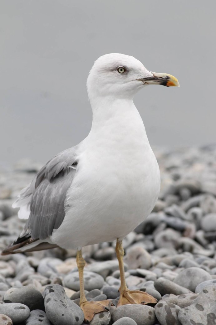 Серая морская Чайка