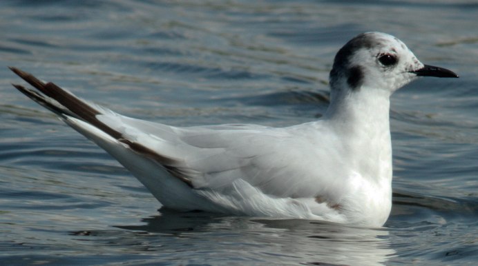 Чайка Рябая