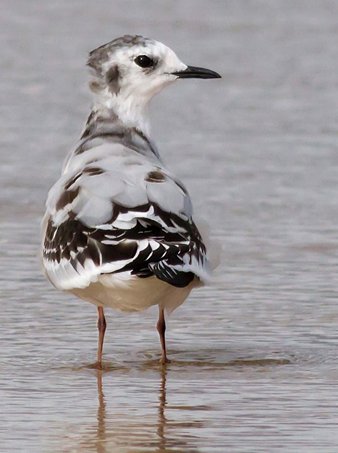 Чайка всеядная