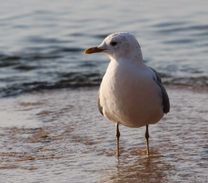 Птица похожая на чайку но меньше