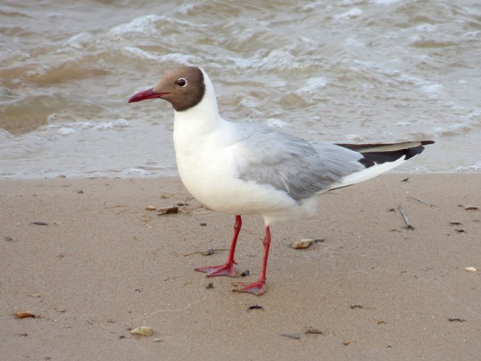 Чайка Черноморская пятнистая