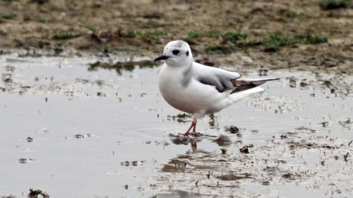 Чайка Рябая