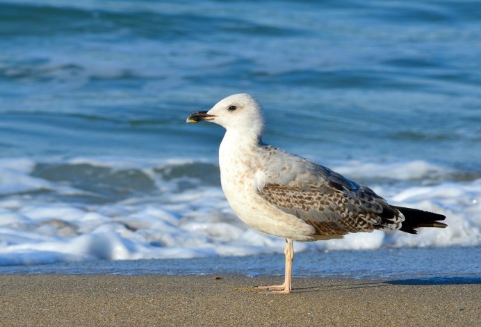 Калифорнийская Чайка