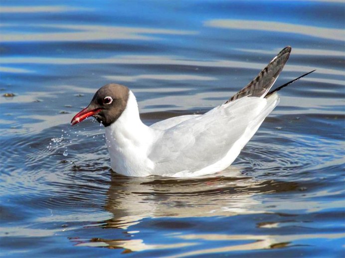 Родственница чаек