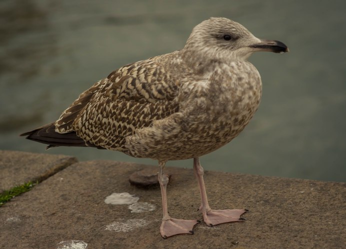 Серая пестрая Чайка