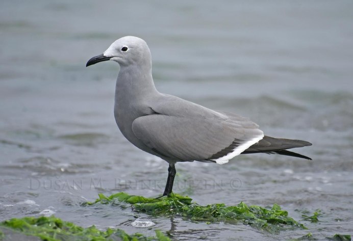 Озерная черноголовая Чайка
