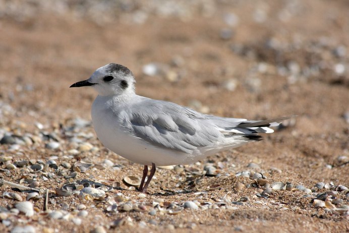 Бурая Чайка