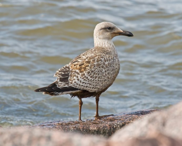 Птица похожая на чайку