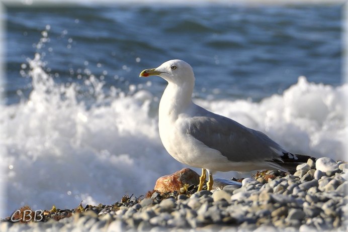 Чайка Тэйера