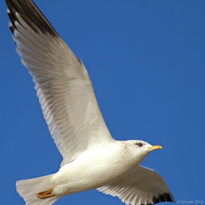 Кольчатая Чайка