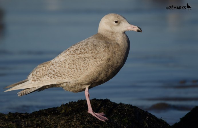 Сообщение о птице у чёрного моря Чайка