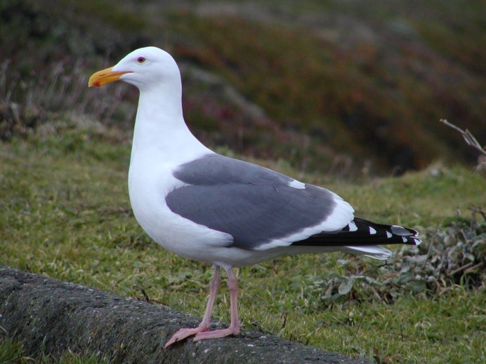 Ма́лая Ча́йка ( Hydrocoloeus minutus)