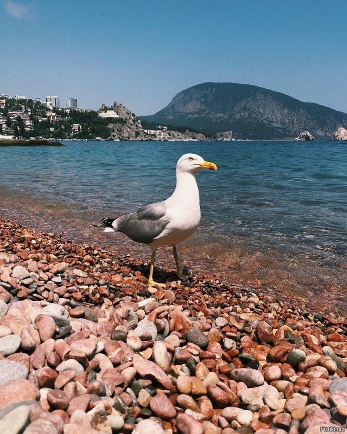 Перепонки у птиц