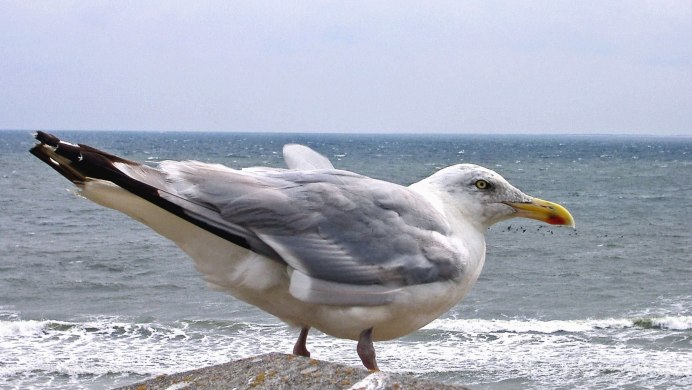 Чайка с желтым клювом