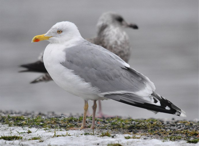 Larus smithsonianus