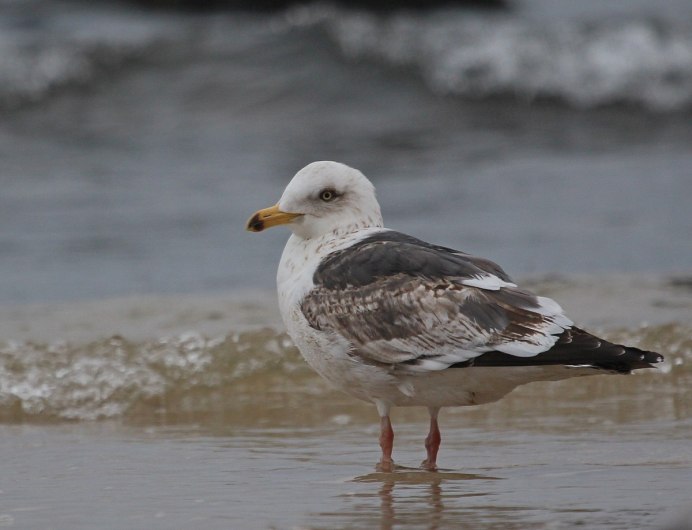Альбатрос альбинос