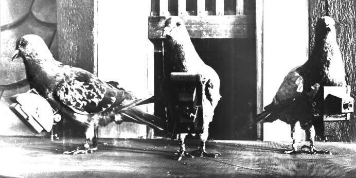 Владимир Лагранж голуби мира 1962