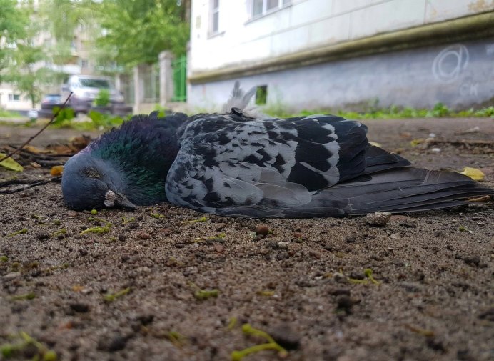 Голубь грязный