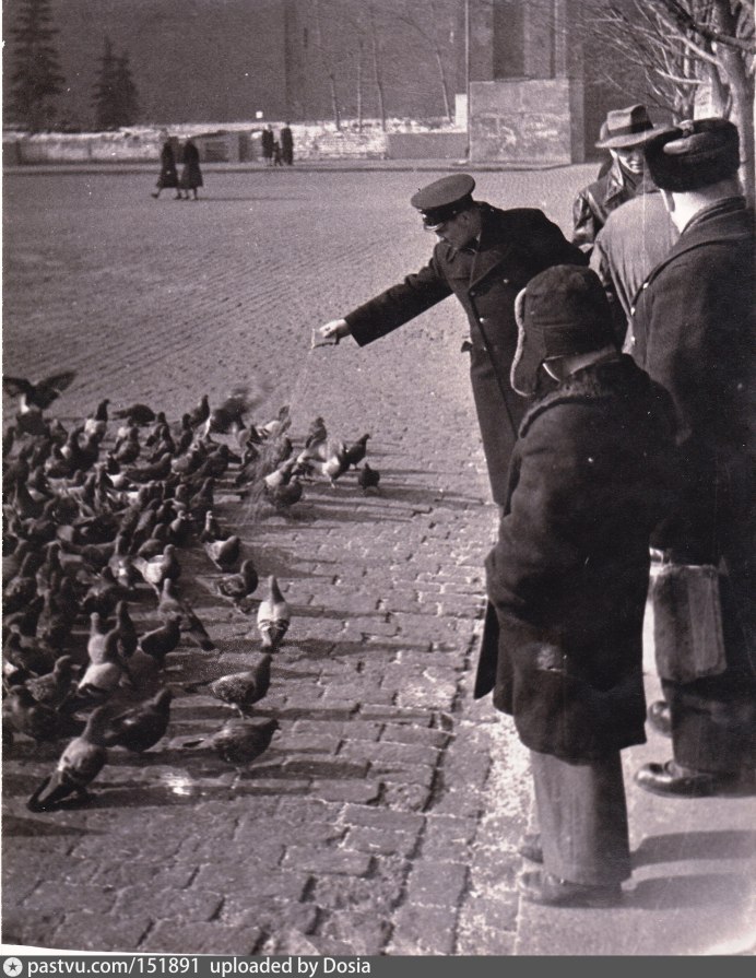 Голуби на крыше