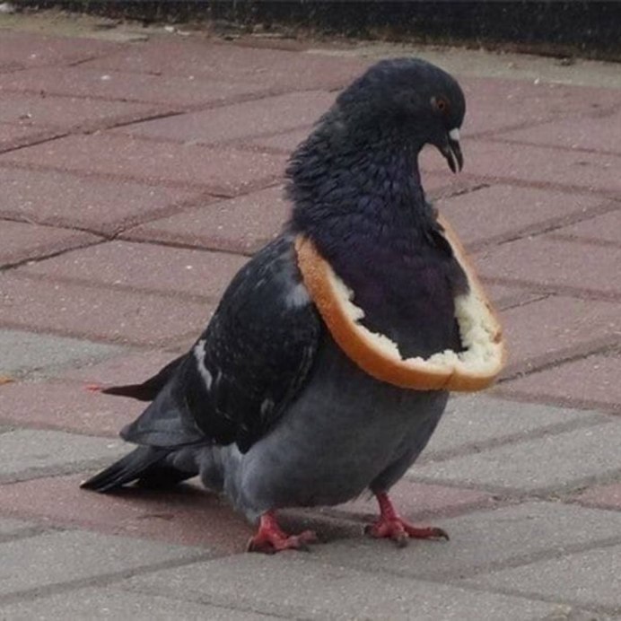 Потрепанный голубь