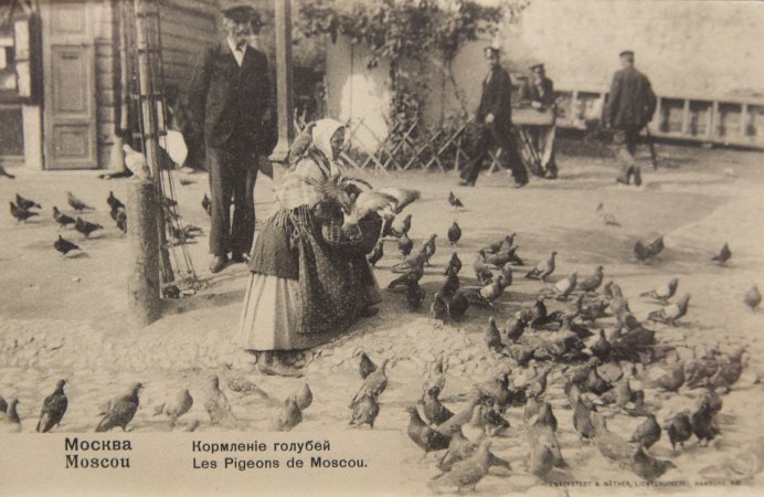 Птицы на крыше
