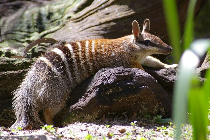 Намбат Numbat