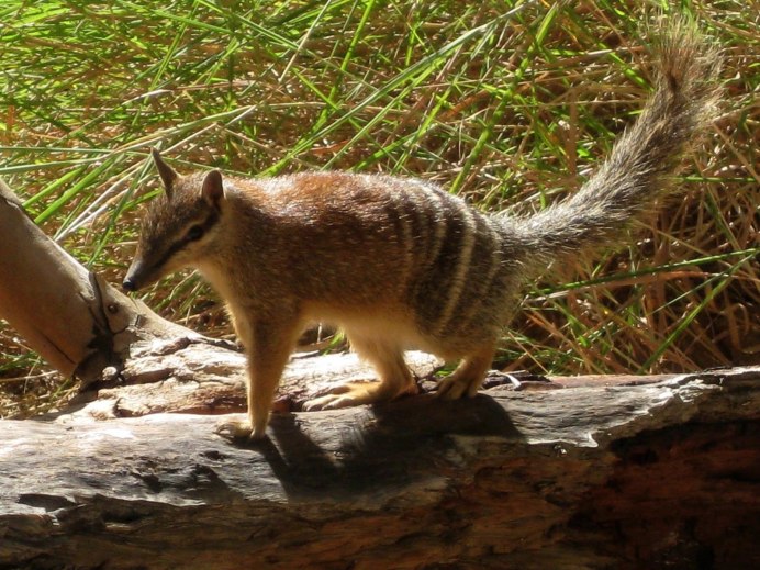 Female Numbat