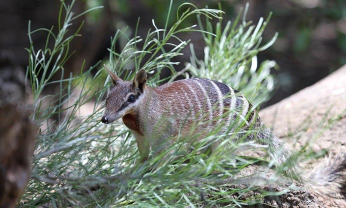 Numbat Painting