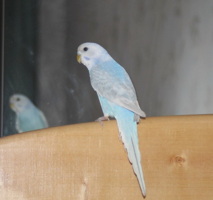 Попугай ара голубой с зеленым