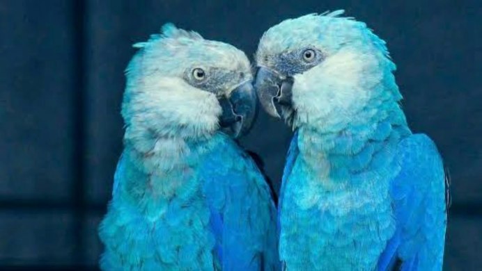 Попугай ара гиацинтовый