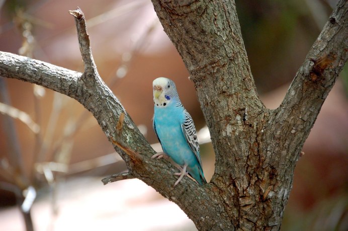 Волнистый попугайчик голубой маленький