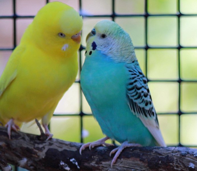 Черношапочный лорикет