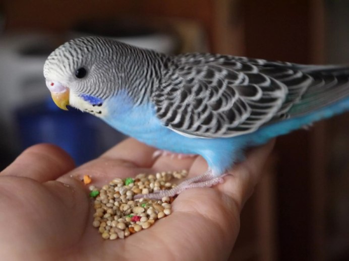 Попугай волнистый голубой мальчик