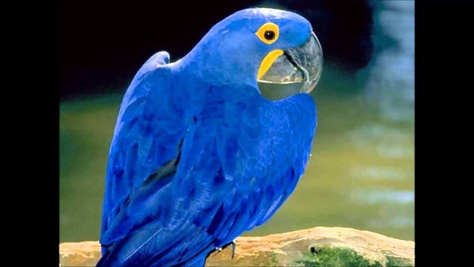 Гиацинтовый ара ара Бразилия